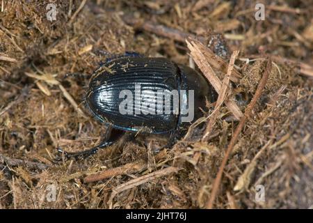 Dor Käfer oder Dungkäfer (Geotrupes stercorarius) ausgewachsener Käfer auf Eselskot, Bekshire, Juli Stockfoto