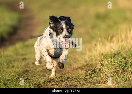 Loki, der Cocker-Spaniel, spielt Fetch im Beddington Park in Sutton, London. Stockfoto