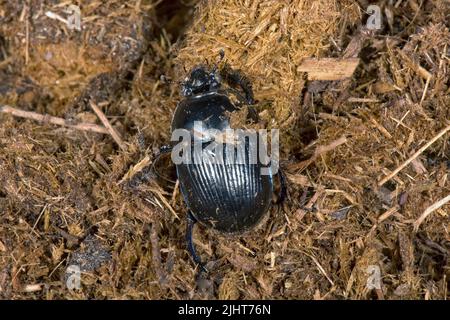 Dor Käfer oder Dungkäfer (Geotrupes stercorarius) ausgewachsener Käfer auf Eselskot, Bekshire, Juli Stockfoto