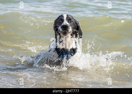 Loki, ein arbeitend arbeitend arbeitend Cocker Spaniel, schwimmend im Meer in Brighton, England. Stockfoto