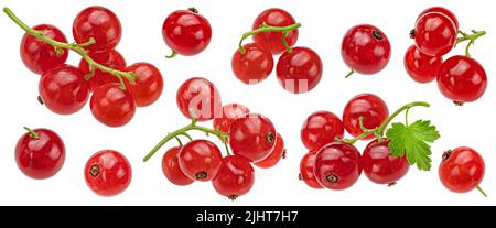 Rote Johannisbeere isoliert auf weißem Hintergrund Stockfoto