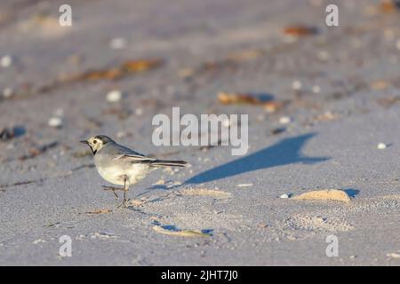 Eine Nahaufnahme einer weißen Bachstelze, die auf dem Sand läuft Stockfoto