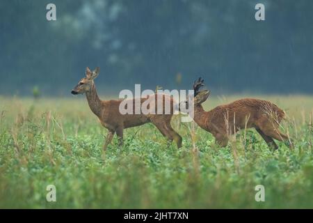 Rehe schnüffeln Weibchen im Regen in der Brunftzeit Stockfoto