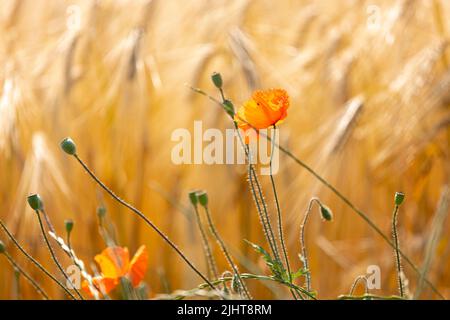 Nahaufnahme von roten Mohnblüten und Kapseln vor goldenen Maisspitzen im verschwommenen Hintergrund Stockfoto