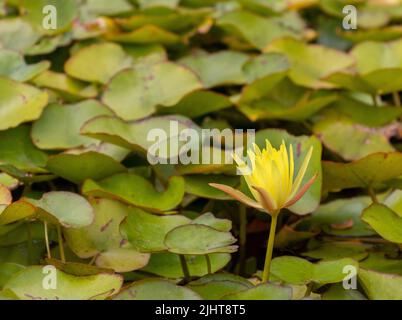 Eine einblättrige gelbe Seerose blüht in einem Teich, der von grünen Blättern umgeben ist Stockfoto