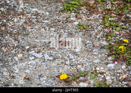 Ein Pfauenschmetterling, der auf dem Boden ruht Stockfoto