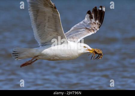 Die Europäische Heringmöwe (Larus argentatus) fliegt im Sommer mit gefangenen grünen Küstenkrabben (Carcinus maenas) im Schnabel entlang der Nordseeküste davon Stockfoto