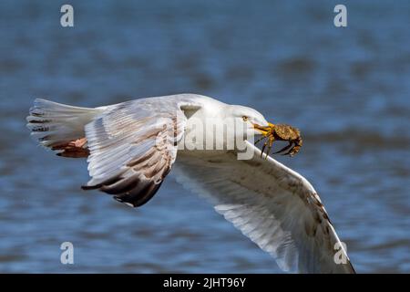 Die Europäische Heringmöwe (Larus argentatus) fliegt im Sommer mit gefangenen grünen Küstenkrabben (Carcinus maenas) im Schnabel entlang der Nordseeküste davon Stockfoto