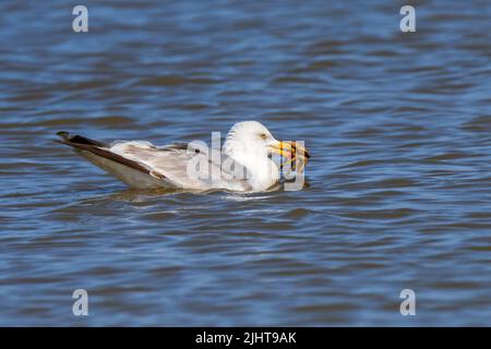 Die Europäische Heringsmöwe (Larus argentatus) schwimmt im Sommer mit gefangenen grünen Küstenkrabben (Carcinus maenas) im Schnabel entlang der Nordseeküste Stockfoto