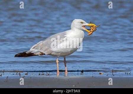 Die Europäische Heringsmöwe (Larus argentatus) tötet und frisst im Sommer am Sandstrand entlang der Nordseeküste grüne Küstenkrabben (Carcinus maenas) Stockfoto