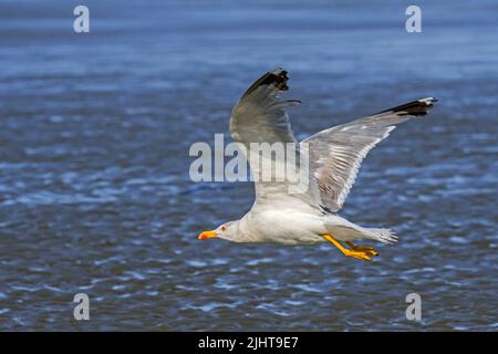 Im Sommer fliegt die Gelbmöwe (Larus michahellis) über den Sandstrand entlang der Nordseeküste Stockfoto