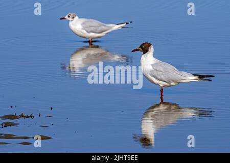 Zwei Schwarzkopfmöwen (Chroicocephalus ridibundus), Erwachsene Möwen und Jugendliche im zweiten Sommer Gefieder am Sandstrand entlang der Nordseeküste im Juli Stockfoto