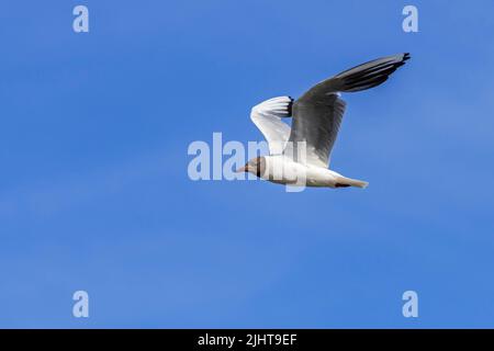 Schwarzkopfmöwe (Chroicocephalus ridibundus / Larus ridibundus) im Sommer im Flug gegen den blauen Himmel erwachsen Stockfoto