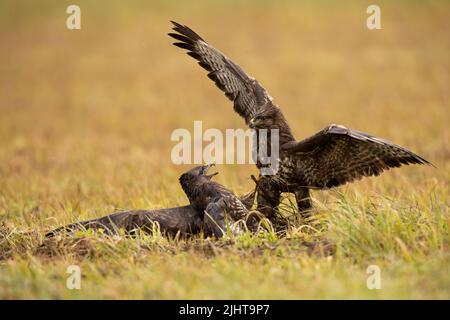 Bussard, Buteo buteo, im Herbst im Grasland im Kampf. Zwei gefiederte Tiere kämpfen im Herbst auf dem Feld. Greifvögel in Bewegung auf mea Stockfoto