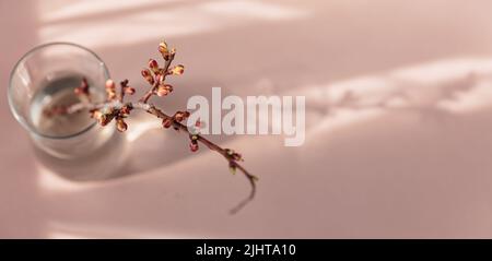 Trockener Apfelzweig mit Knospen in einer Vase Stockfoto