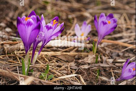 Wilde lila und gelbe Iris Crocus heuffelianus blüht im Schatten, trockenes Gras und Blätter herum Stockfoto