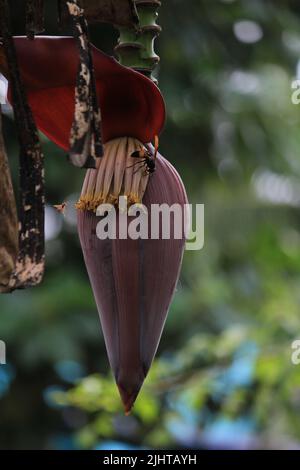 Wunderschöne Bananenblüte, die in der Bananenstaude hängt. Bananenblüte hängt im Bananenkohl Stockfoto