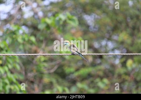 Indische grüne Bienenfresser, die auf der elektrischen Leitung sitzen. Indische mehrfarbige Bienenfresser, die auf der elektrischen Leitung sitzen Stockfoto