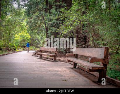 Rückansicht eines unbekannten Mannes auf dem Hauptwanderweg des Muir Woods National Monument. Mount Tamalpais, Marin County, CA, USA. Stockfoto