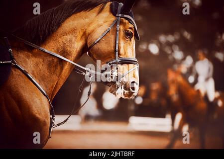 Porträt eines schönen Lorbeerpferdes mit einer dunklen Mähne und einem Zaumzeug an der Schnauze, das galoppiert. Reitsport. Reiten. Stockfoto