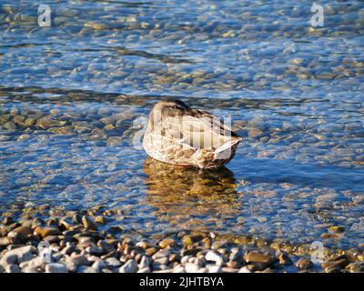 Ente schwimmt auf flachem klarem Wasser am Seeufer mit Kopf in Federn Stockfoto