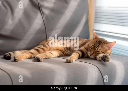 Inländische Bengalkatze schläft auf einem grauen Sofa. Stockfoto