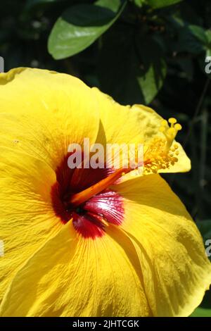 Leuchtend gelbe Hibiskusblüte mit rotem Zentrum isoliert auf einem natürlichen grünen Waldgrund Stockfoto