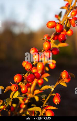 Orangenbeeren und Blätter der Cotoneaster-Arten aus der Familie der Rosengewächse, Rosaceae, isoliert auf einem natürlichen Waldgebiet Stockfoto