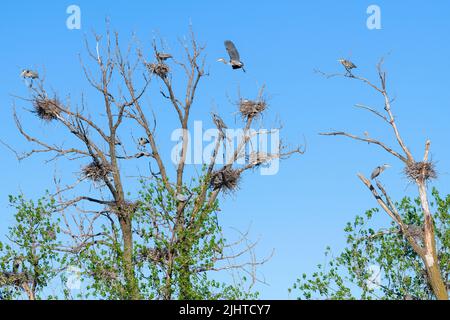 Rotkehlchen, (Ardea herodius), Nester, Nisterei, Frühling, E North America, von Dominique Braud/Dembinsky Photo Assoc Stockfoto