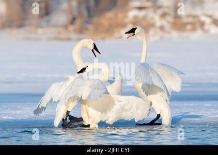 Trompeter Swans along St Croix River, Winter, WI, USA, von Dominique Braud/Dembinsky Photo Assoc Stockfoto
