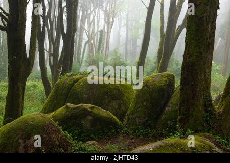 Im Märchenwald Serra de Sintra, Portugal, sind große Granitfelsen mit Moos und Bäumen im Nebel bedeckt Stockfoto