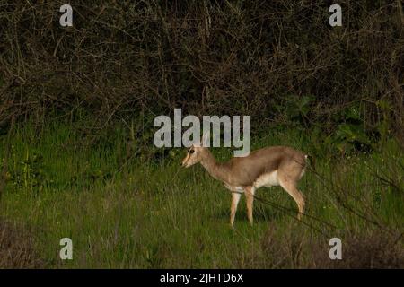 Urbane Natur in Jerusalem, Israel: Eine weibliche Gazelle im Gazelle-Park, einem Tal, das im Stadtgebiet freigelassen wurde. Stockfoto