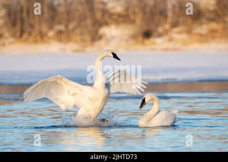 Trompeter Swans along St Croix River, Winter, WI, USA, von Dominique Braud/Dembinsky Photo Assoc Stockfoto