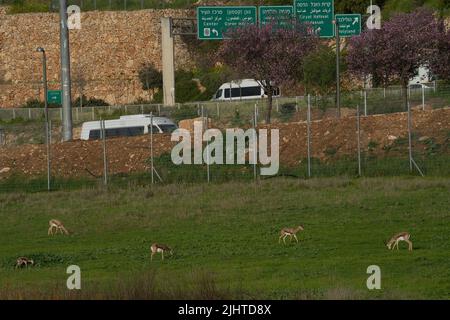 Urbane Natur in Jerusalem, Israel: Eine Gruppe von Gazellen im Gazelle Park, einem Tal, das im Stadtgebiet wild geblieben ist. Stockfoto