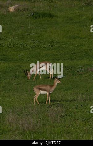 Urbane Natur in Jerusalem, Israel: Ein paar Gazellen im Gazelle Park, einem Tal, das im Stadtgebiet wild geblieben ist. Stockfoto