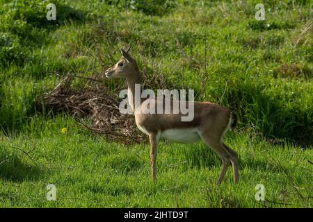 Eine weibliche Gazelle, die an einem sonnigen Tag in Jerusalem, Israel, auf einer Wiese steht. Stockfoto