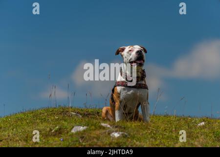 Pit Bull Terrier in Bergen auf grünem Gras mit weißen Steinen und blauem Himmel auf dem Hintergrund Stockfoto