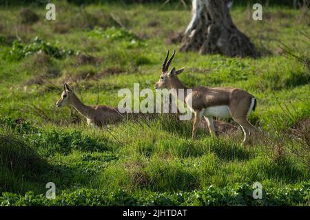 Ein männliches und zwei weibliche Gazellen auf einer Wiese, an einem sonnigen Tag in Jerusalem, Israel. Stockfoto