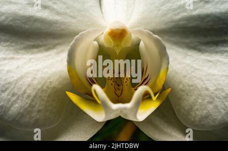 Eine Makroaufnahme von zarten Blütenblättern der weißen Orchidee (Phalaenopsis amabilis) oder der Mondorchidee Stockfoto