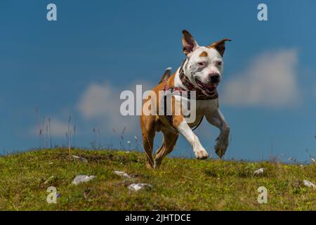 Pit Bull Terrier in Bergen auf grünem Gras mit weißen Steinen und blauem Himmel auf dem Hintergrund Stockfoto
