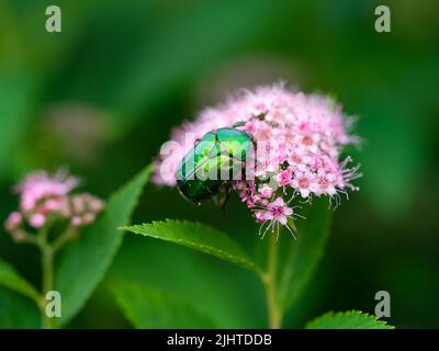 Eine grüne Rose auf einer rosa Spiraea japonica Blume in der Natur Stockfoto