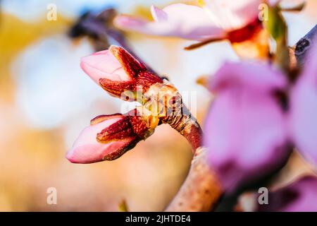 Knospen auf dem Ast eines Mandelbaums. Park Quinta de los Molinos. Madrid, Comunidad de Madrid, Spanien, Europa Stockfoto