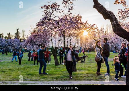 Blühende Mandelbäume. Park Quinta de los Molinos. Madrid, Comunidad de Madrid, Spanien, Europa Stockfoto