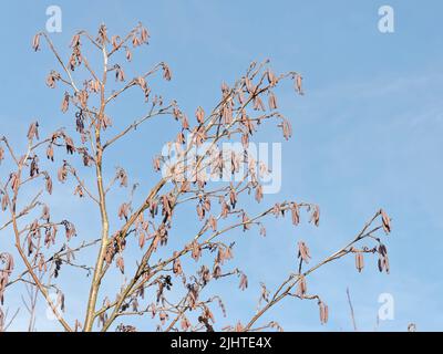 Die männlichen Kätzchen der Alnus glutinosa entwickeln sich an einem Flussufer, Wiltshire, Großbritannien, Januar. Stockfoto