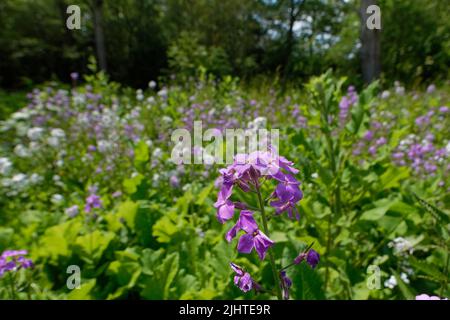 Dame’s Veilchen / Dame’s Rocket (Hesperis matronalis) blüht in einem feuchten Waldrand, West Sussex, Großbritannien, Juni. Stockfoto