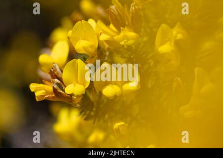 Gewöhnliche Gorse (Ulex europaeus) Blüten aus nächster Nähe, Worth Matravers, Dorset, Großbritannien, Mai. Stockfoto