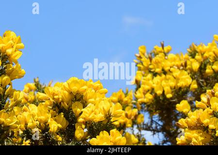 Gewöhnlicher Ginster (Ulex europaeus), blühender Busch vor blauem Himmel, Worth Matravers, Dorset, Großbritannien, Mai. Stockfoto