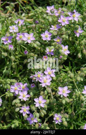 Steinseeschwalbe (Spergularia rupicola), die an einer alten Steinmauer neben dem Küstenpfad blüht, Lizard Point, Cornwall, Großbritannien, Juni. Stockfoto