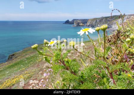 Seemangel (Tripleurospermum maritimum) blüht auf Clifftop-Grasland, in der Nähe von Kynance Cove, The Lizard, Cornwall, Großbritannien, Juni. Stockfoto
