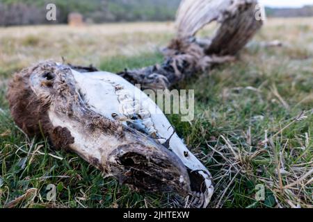 Nahaufnahme eines Skeletts eines toten Hirsches im Wald auf dem Gras Stockfoto